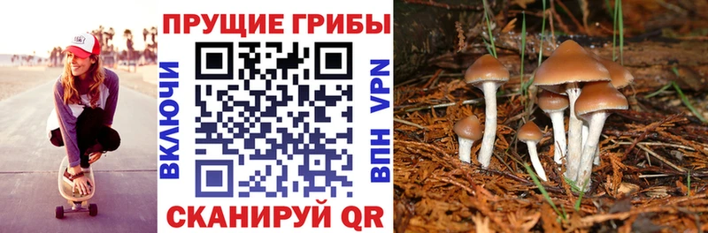 сколько стоит  Реутов  Псилоцибиновые грибы мицелий 